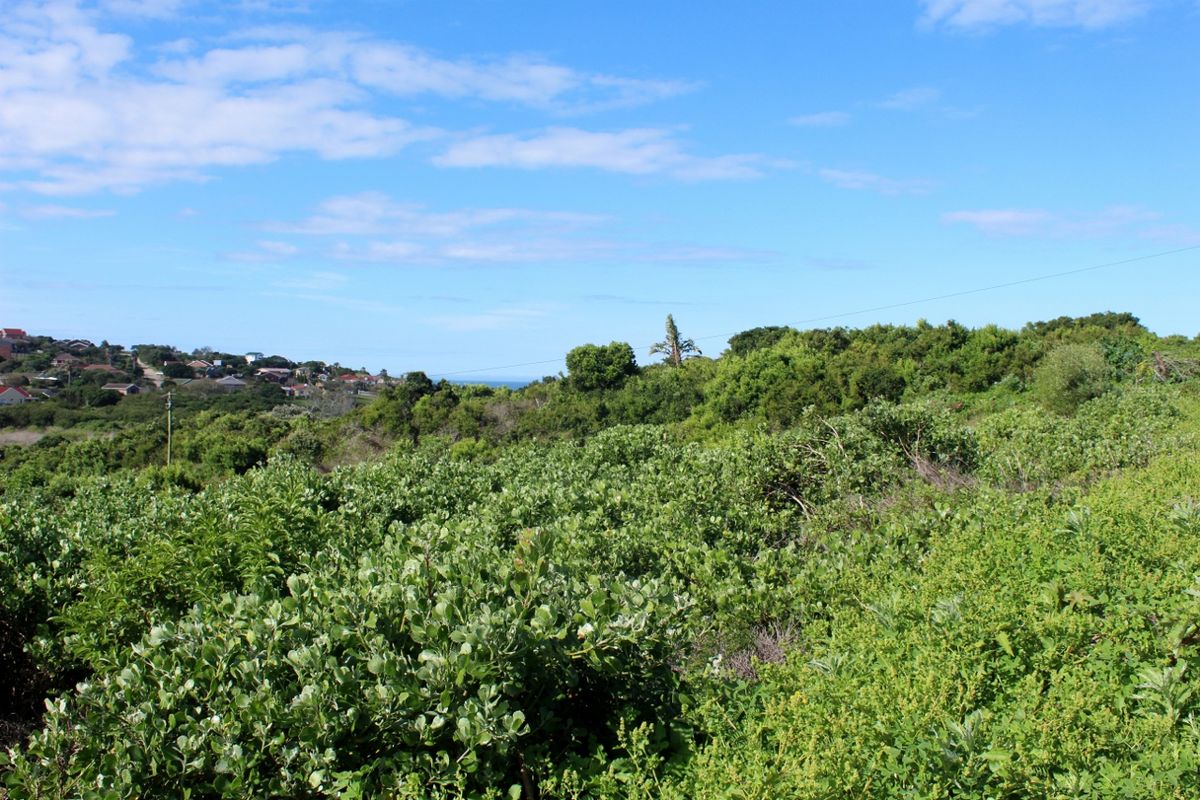 A view of the vacant residential land featuring dense native coastal vegetation and surrounding neighborhood landscape.