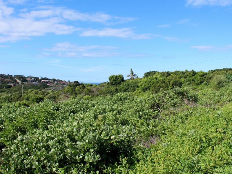 A view of the vacant residential land featuring dense native coastal vegetation and surrounding neighborhood landscape.