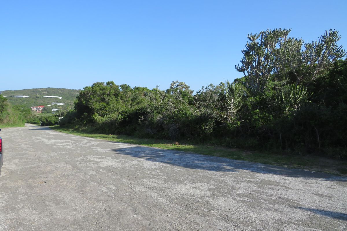 A view of an asphalt road surface bordered by established indigenous vegetation and trees in a residential area.