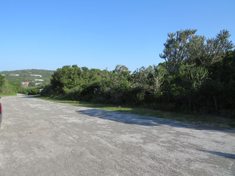 A view of an asphalt road surface bordered by established indigenous vegetation and trees in a residential area.
