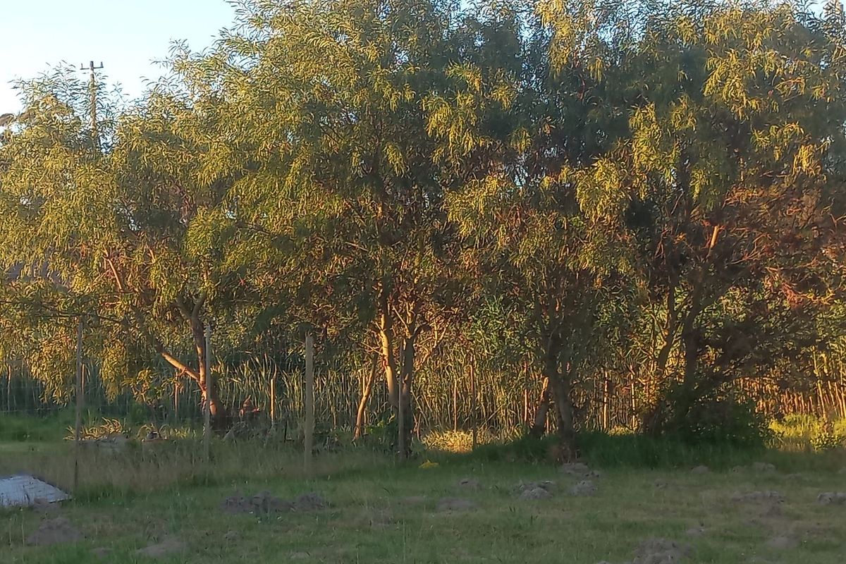 A view of a vacant residential plot featuring mature trees, natural grassland, and perimeter wire fencing.