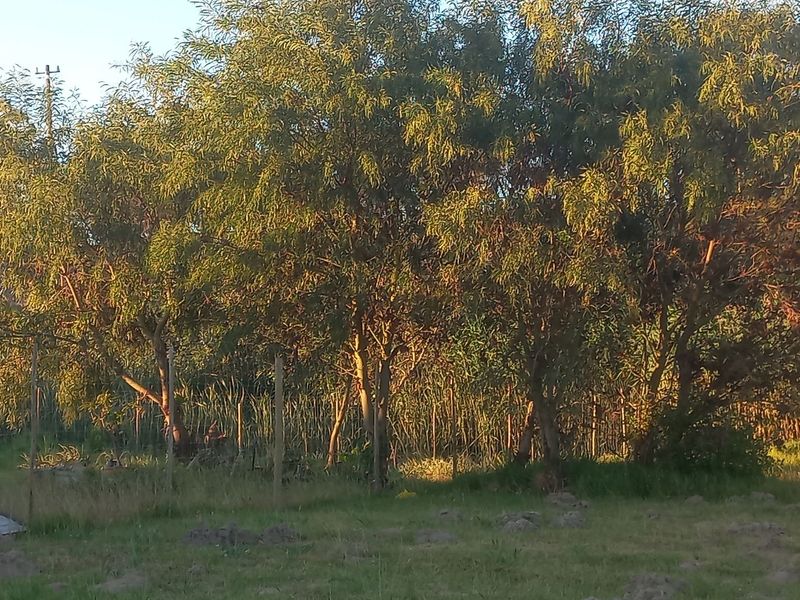 A view of a vacant residential plot featuring mature trees, natural grassland, and perimeter wire fencing.