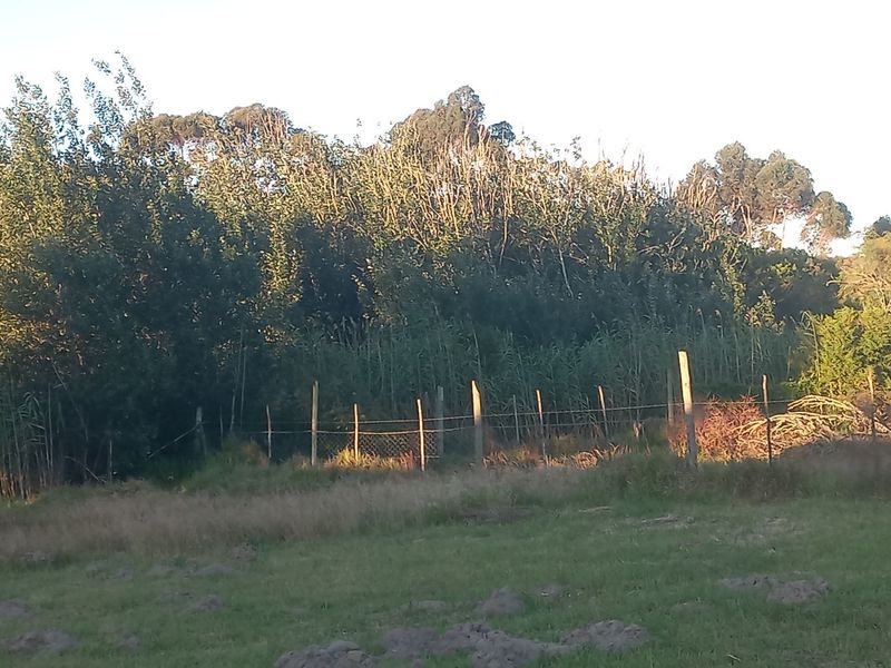 A view of a vacant residential plot featuring grassy terrain, mature trees, reeds, and existing wire fencing along the perimeter.
