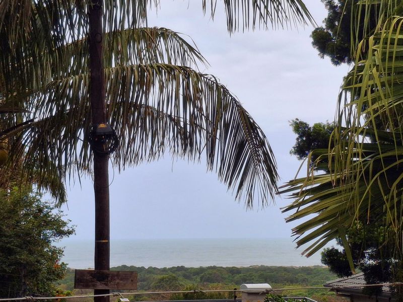 A scenic view of the ocean and coastal landscape framed by palm trees and vegetation.
