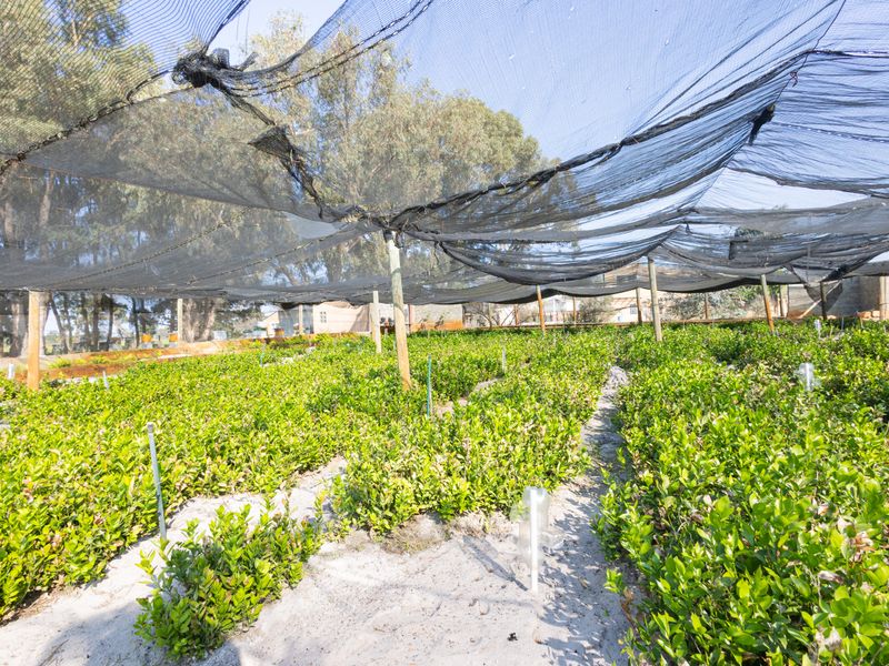 A commercial-style nursery garden area featuring rows of young plants protected by extensive overhead shade netting and supported by wooden poles.
