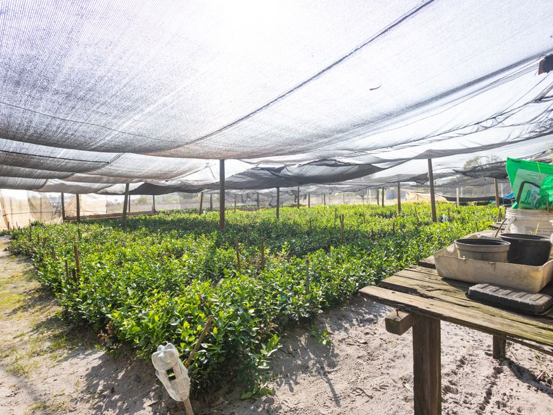A functional nursery area featuring extensive shade netting structures over cultivated plant beds and a wooden workbench for propagation tasks.