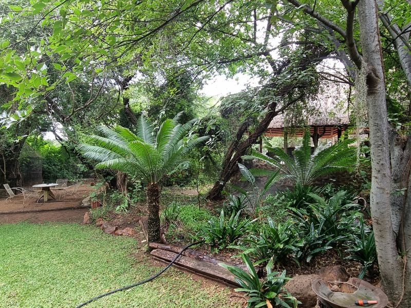 A lush, mature garden featuring established trees, cycads, a stone-clad building facade with steps, and a covered outdoor area with a thatched roof.