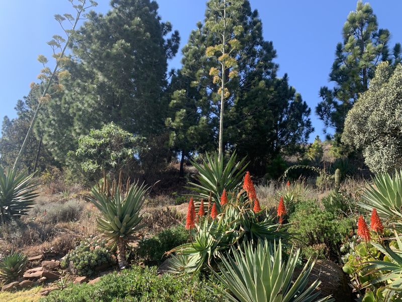 A well-established garden area featuring mature pine trees and a variety of vibrant, drought-tolerant succulent and aloe plantings.