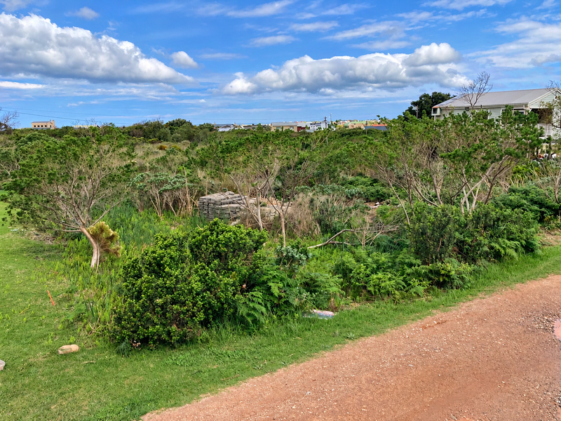 An overgrown garden area featuring natural vegetation and an adjacent unpaved path, offering potential for landscaping development.