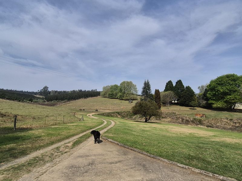 A scenic view of the farm property featuring rolling green pastures, established trees, and a winding driveway leading through the landscape.