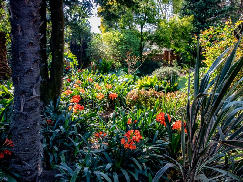 A lush, well-established garden featuring mature trees and vibrant orange clivia plantings, creating a serene and private outdoor atmosphere.