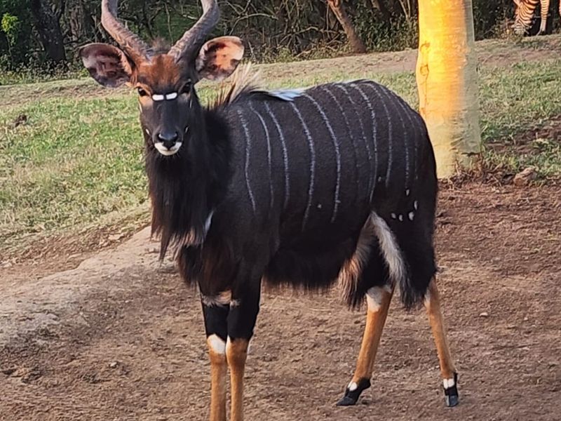 A photograph of wildlife on the farm property, featuring a nyala and a zebra in a natural outdoor setting.