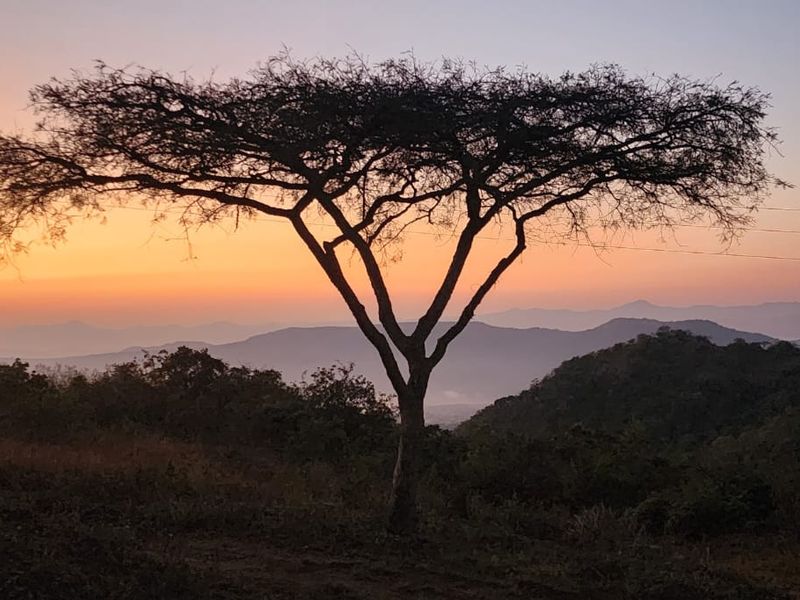 A scenic landscape view featuring a silhouette of a tree against a sunset sky over rolling hills.