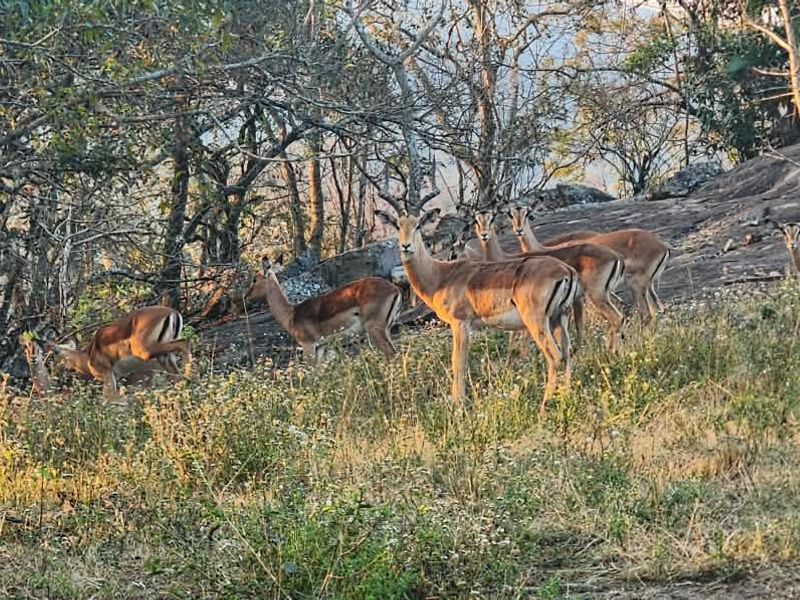 A scenic view of the natural landscape featuring indigenous trees, rocky outcrops, and a herd of impala grazing in the wild.
