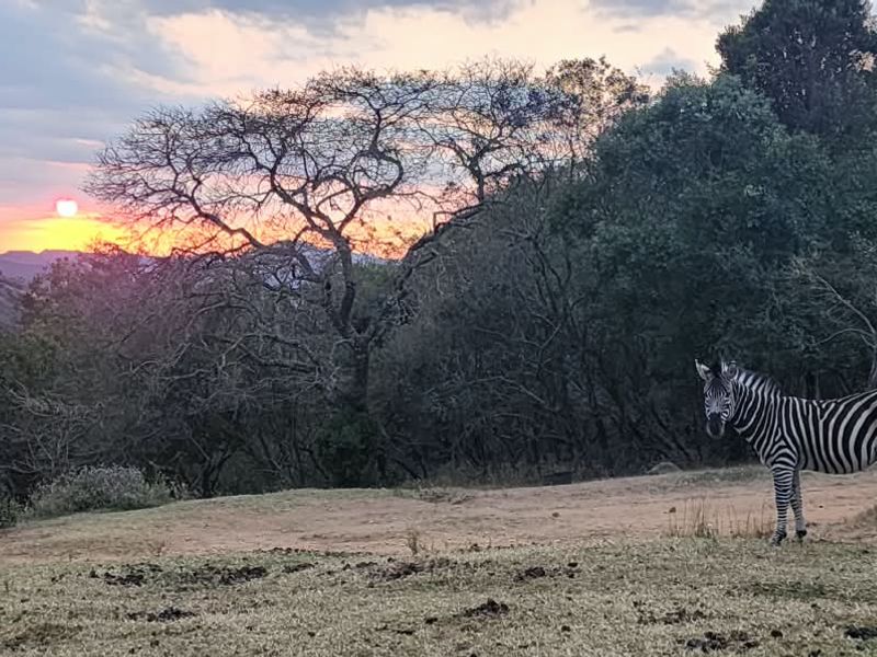 A scenic sunset view over the farm landscape featuring natural vegetation and local wildlife.
