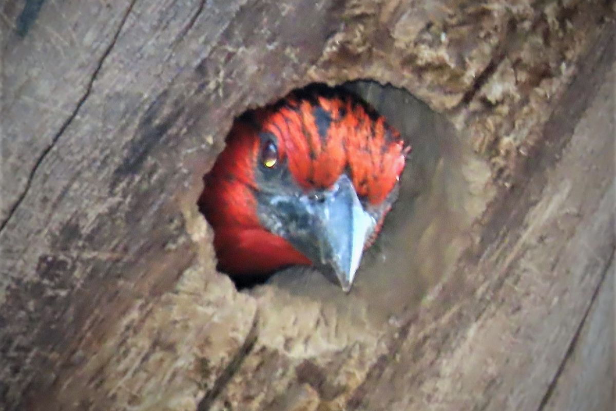 A close-up photograph of a bird nesting in a tree trunk, not relevant to residential property infrastructure.