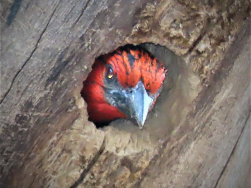 A close-up photograph of a bird nesting in a tree trunk, not relevant to residential property infrastructure.
