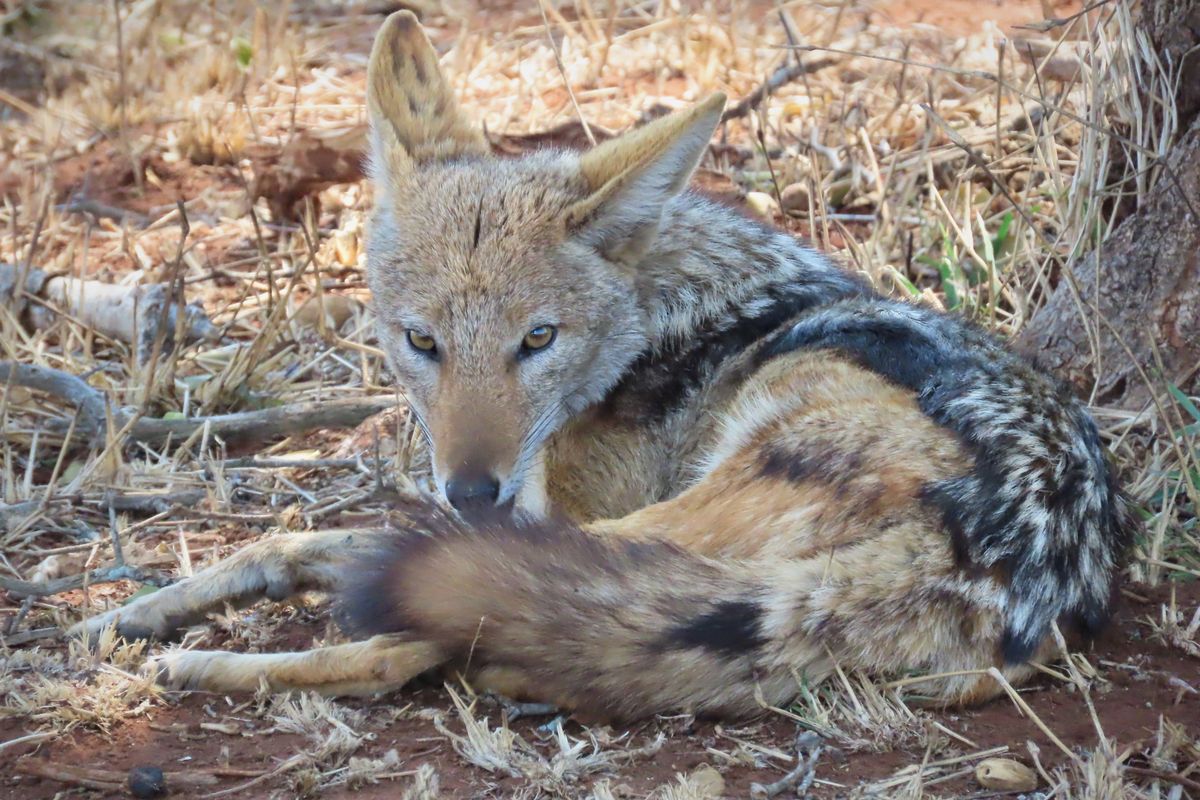 A photograph of a black-backed jackal resting on dry ground, which does not provide information regarding the residential property or land.