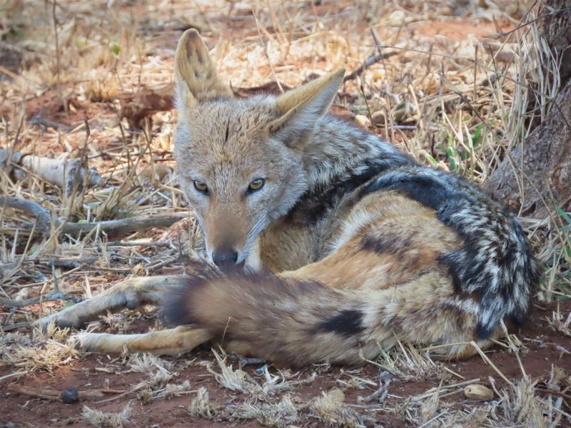 A photograph of a black-backed jackal resting on dry ground, which does not provide information regarding the residential property or land.