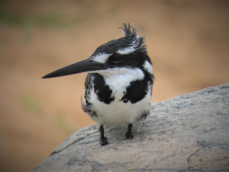 A close-up photograph of a bird perched on a rock, not relevant to residential property infrastructure.