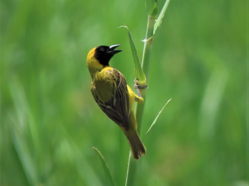 A photograph of a bird perched on a plant stem, not depicting any real estate property features.