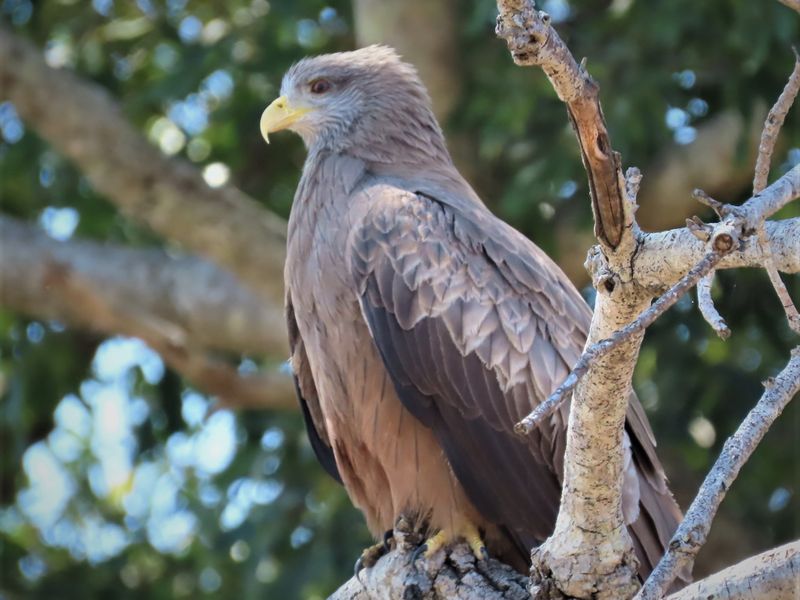A photograph of a bird of prey perched in a tree on the property.