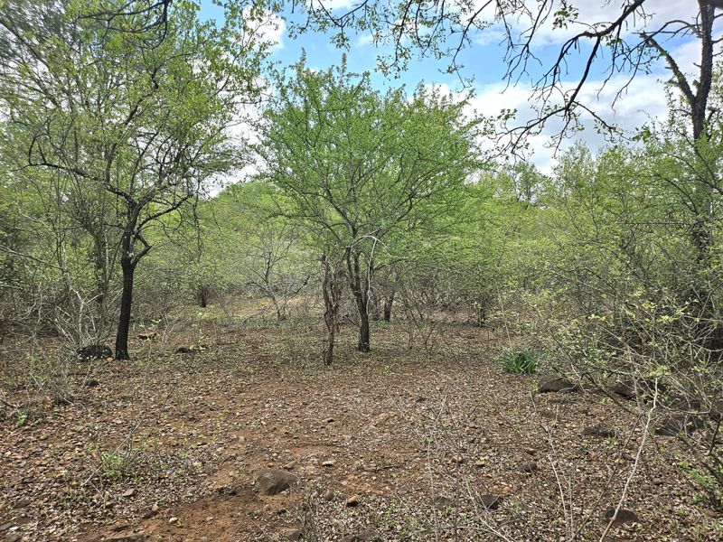 A view of the natural, undeveloped residential land featuring established native trees and rocky ground cover.