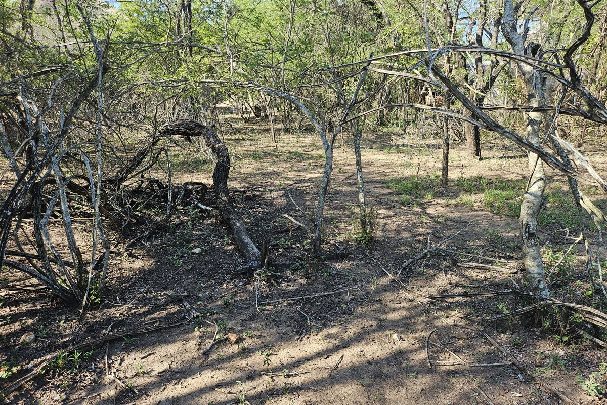 A view of the natural, undeveloped residential land featuring mature trees and native vegetation.