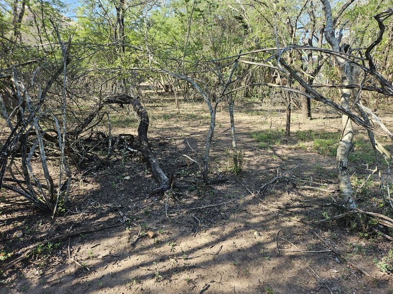 A view of the natural, undeveloped residential land featuring mature trees and native vegetation.