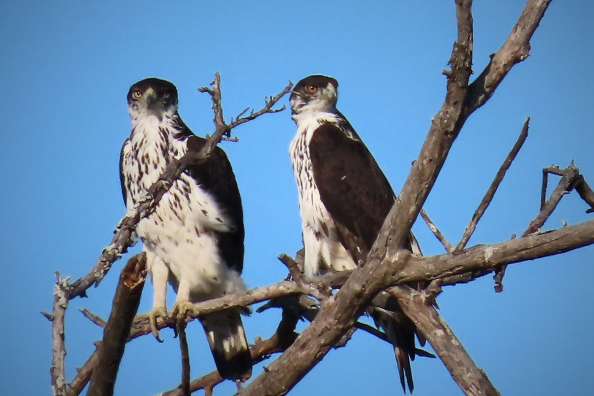 A photograph of two birds perched on a tree branch, not relevant to the property's real estate infrastructure or land features.