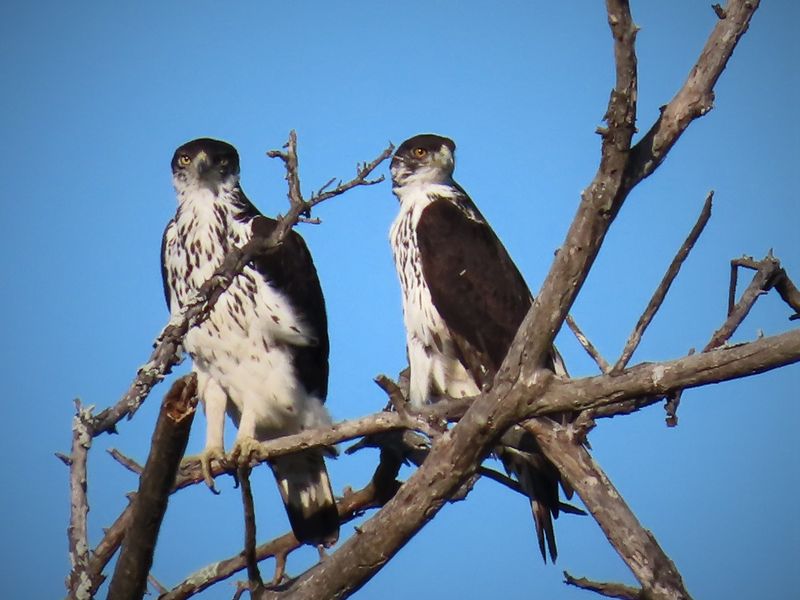 A photograph of two birds perched on a tree branch, not relevant to the property's real estate infrastructure or land features.