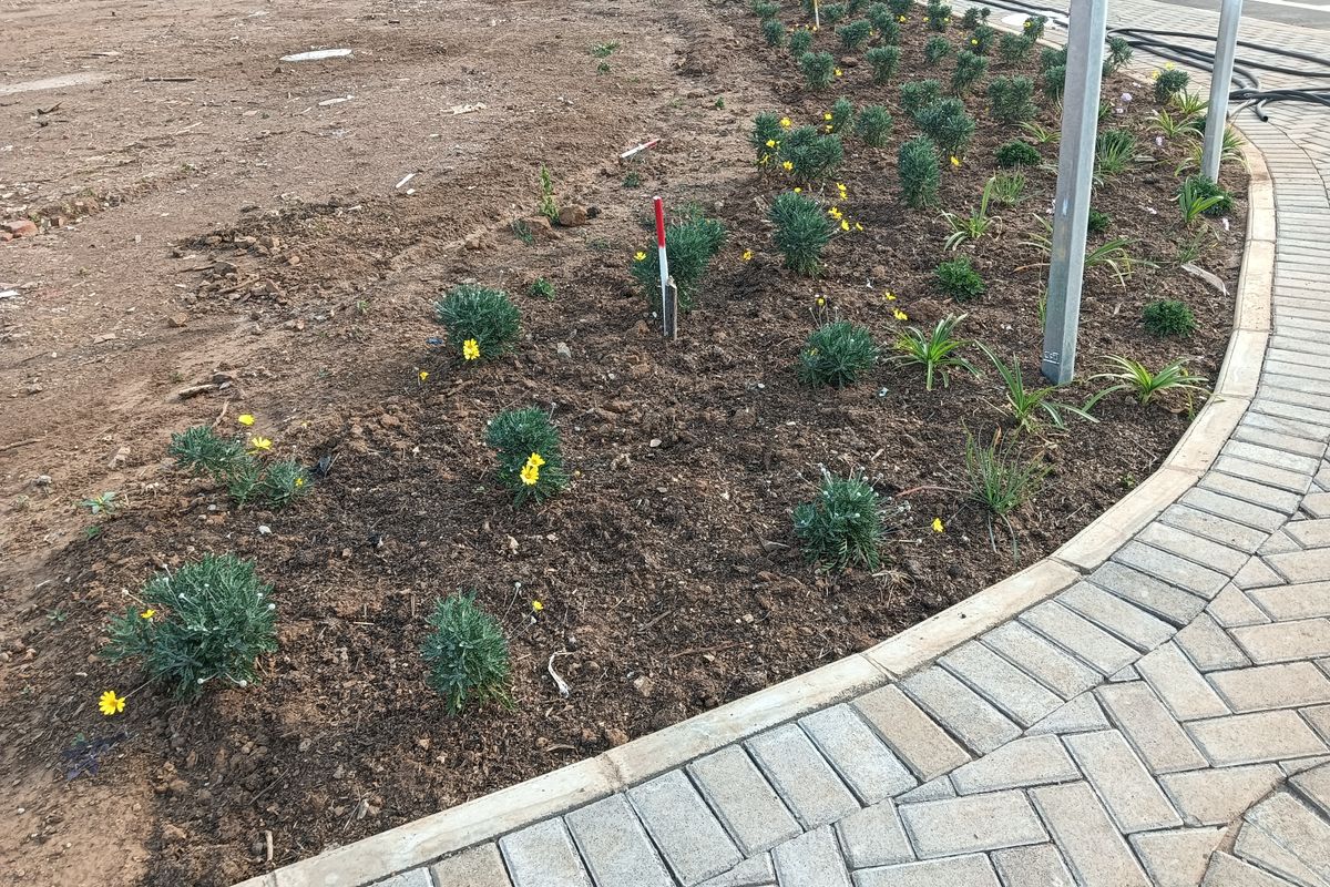 A landscaped garden bed featuring young plants and a paved herringbone walkway, bordering an undeveloped residential plot.