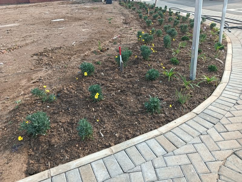 A landscaped garden bed featuring young plants and a paved herringbone walkway, bordering an undeveloped residential plot.