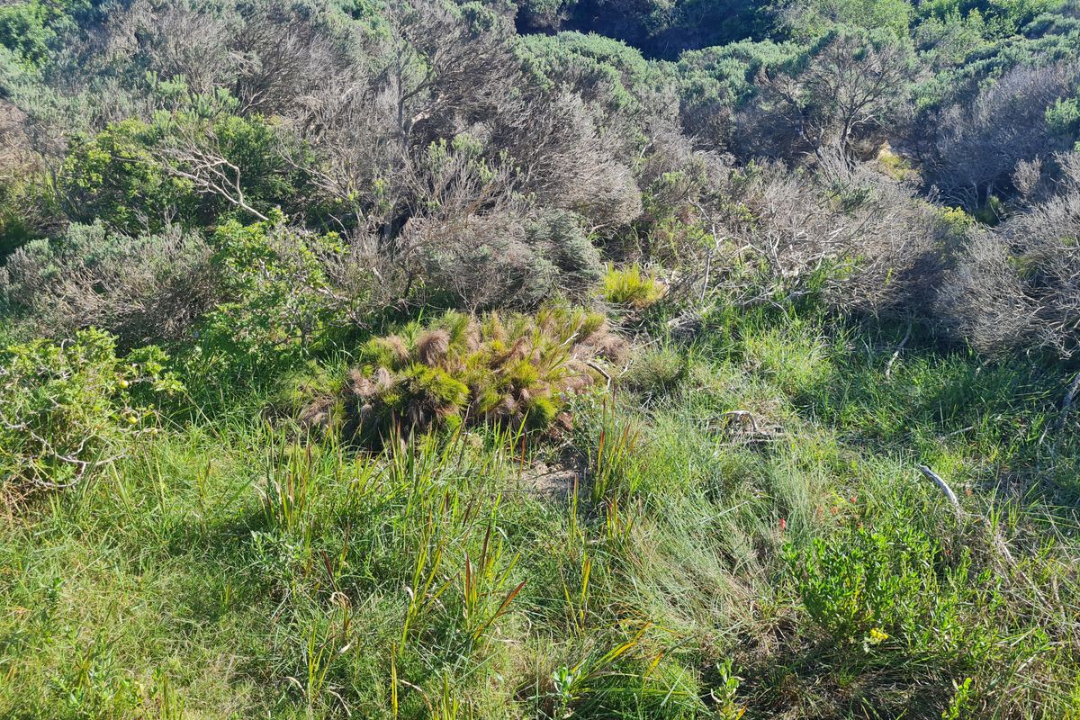 A view of the natural, undeveloped landscape featuring native shrubs and grasses on the residential vacant land.