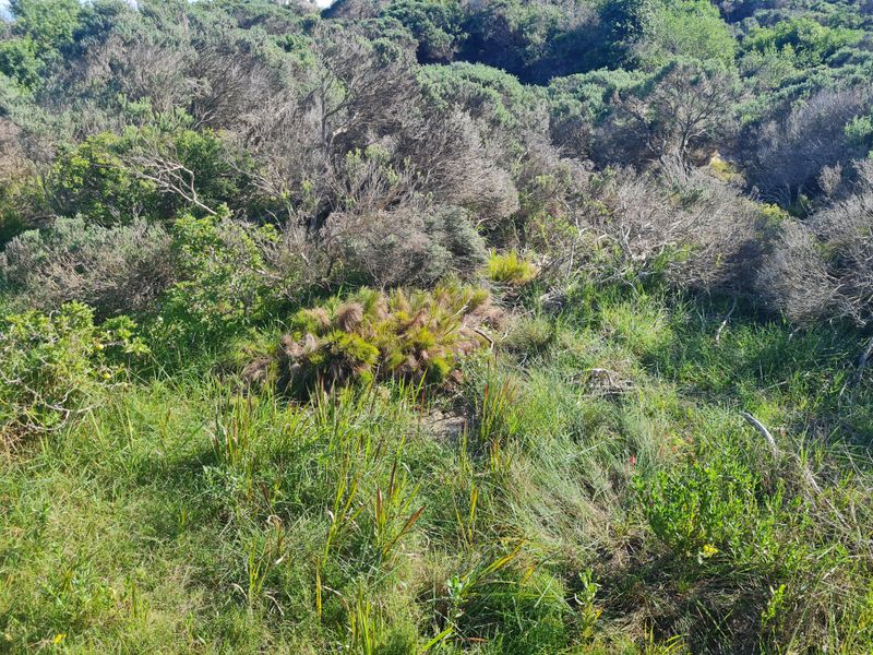 A view of the natural, undeveloped landscape featuring native shrubs and grasses on the residential vacant land.