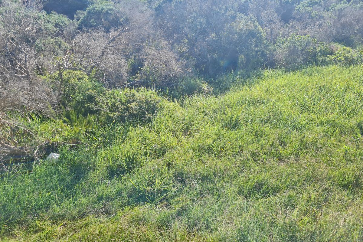 A view of the vacant residential land featuring natural grass and native vegetation cover.