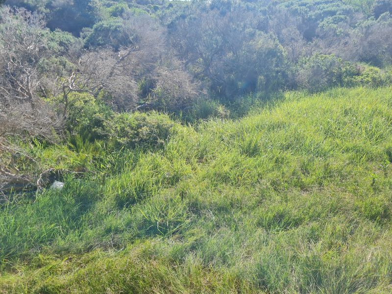 A view of the vacant residential land featuring natural grass and native vegetation cover.