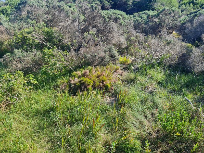 A view of the natural, undeveloped landscape featuring native shrubs and grasses on the residential property.