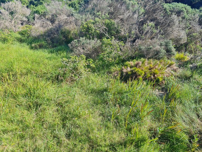 A view of the natural vegetation and grassland on the vacant residential property.