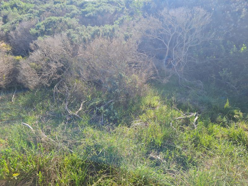 A view of the natural, undeveloped land featuring native shrubs and grasses on the property.