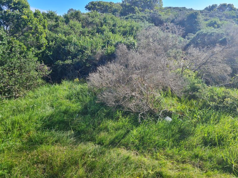 A view of the natural vegetation and grassland on the vacant residential property.