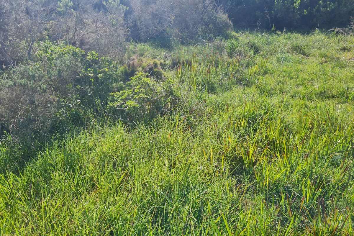 A view of the natural, undeveloped landscape featuring native grasses and shrubs on the residential vacant land plot.