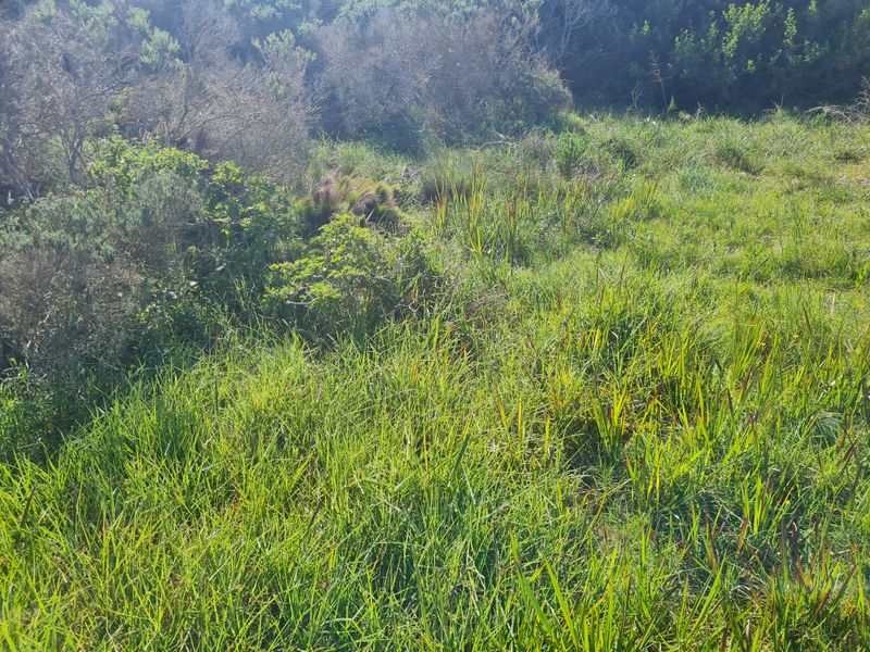 A view of the natural, undeveloped landscape featuring native grasses and shrubs on the residential vacant land plot.