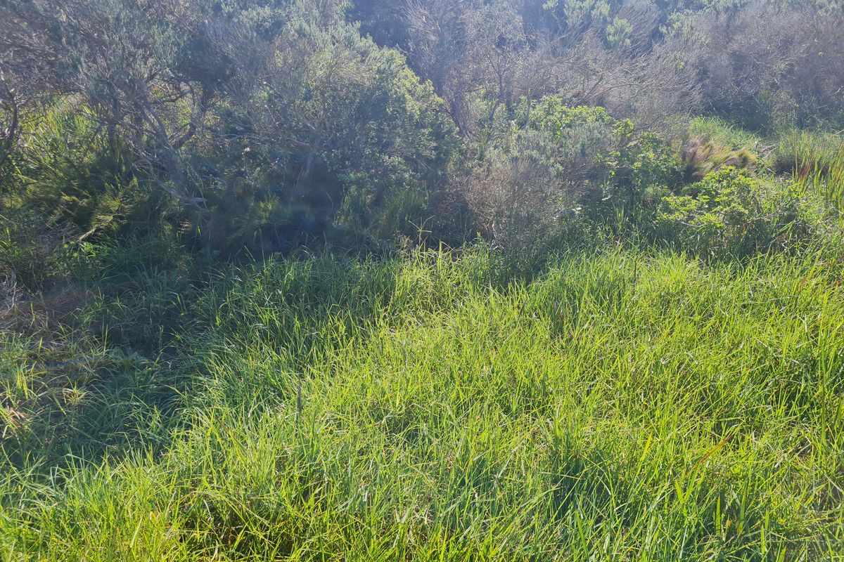 A view of the natural, undeveloped landscape featuring native shrubs and tall grasses on the residential plot.