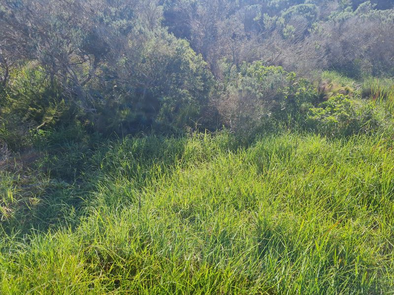 A view of the natural, undeveloped landscape featuring native shrubs and tall grasses on the residential plot.