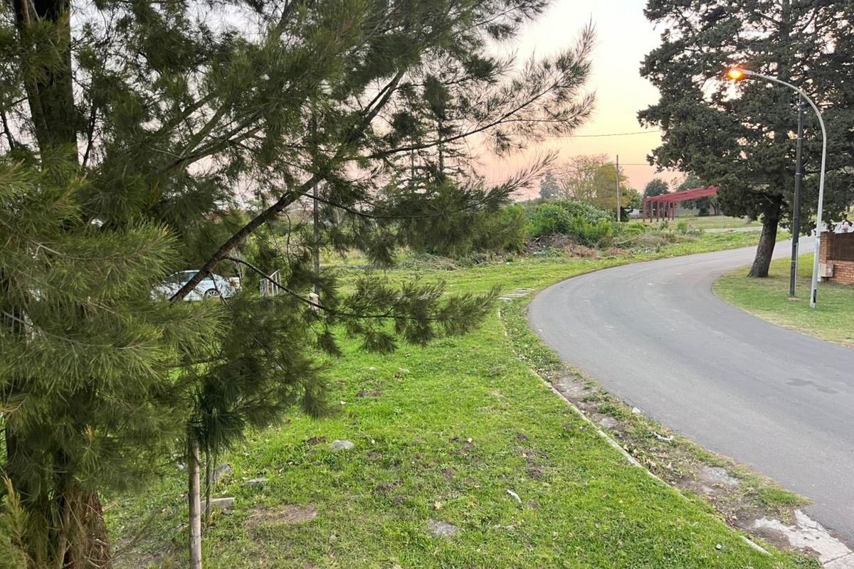 A view of the asphalt street and surrounding grass verge with mature trees and street lighting in a residential area.