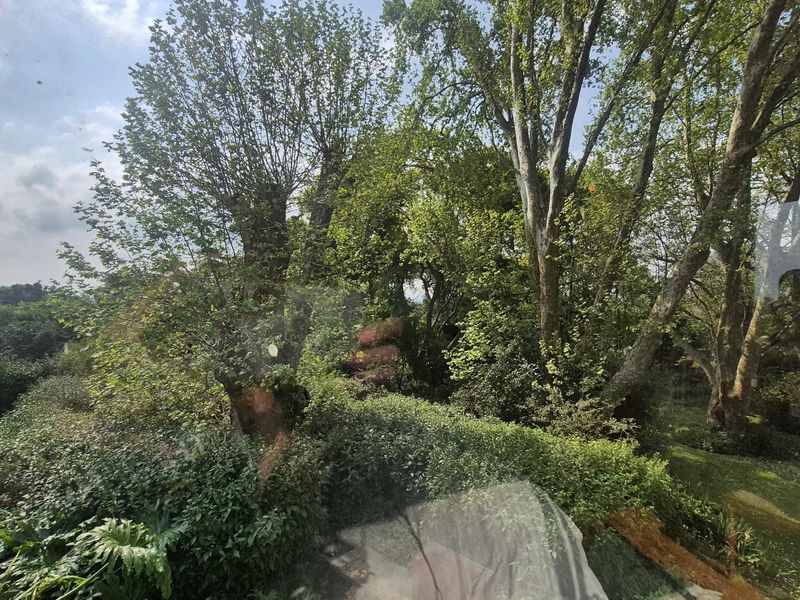 A view through a window looking out onto a lush, mature garden with established trees and greenery.