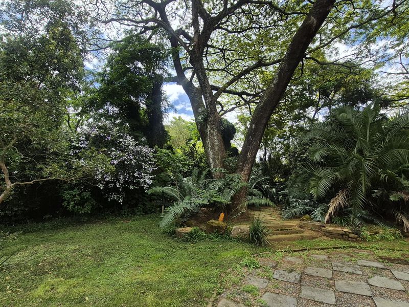 A lush, mature garden featuring established trees, stone paving, and stone steps leading through the landscaped outdoor space.