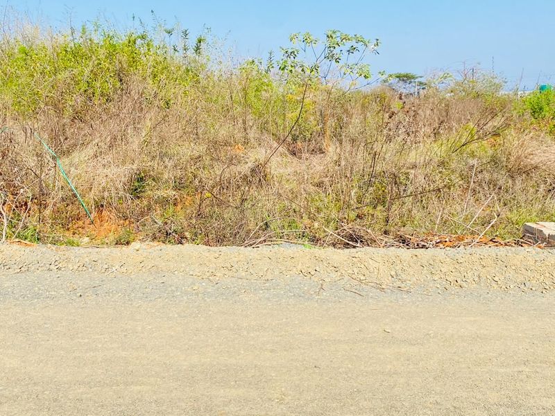 A view of an undeveloped residential plot from the adjacent unpaved road, featuring dense, overgrown natural vegetation.