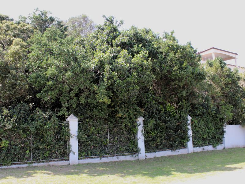 A residential garden area featuring a boundary wall with concrete pillars, wire mesh fencing, and mature trees providing significant privacy.